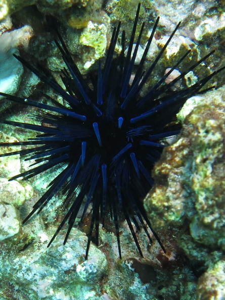 57 Blue-Black Urchin IMG_1981.JPG.jpg